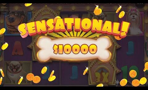 Casino online real money Big Win in The Dog House slot online! Online casino real cash gambling 2022