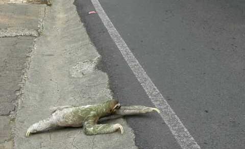 Three-toed sloth crossing the road in Costa Rica