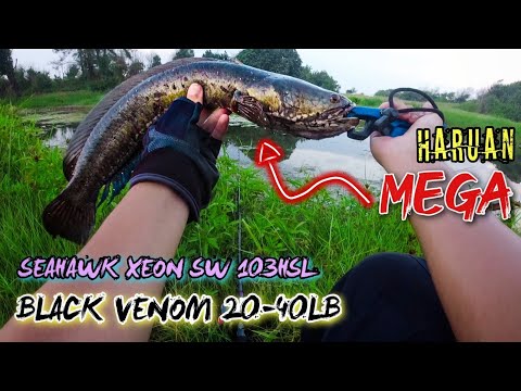 HARUAN MEGA ‘HANYIRKAN’ SET BC HEAVY GAME AKU !!! Seahawk Xeon SW + Rod Black Venom 20-40lb