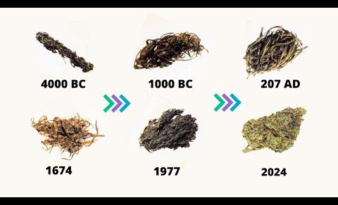 Evolution of Marijuana | 4000 BC – 2024 (timeline history of weed)