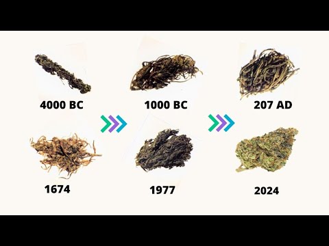 Evolution of Marijuana | 4000 BC – 2024 (timeline history of weed)